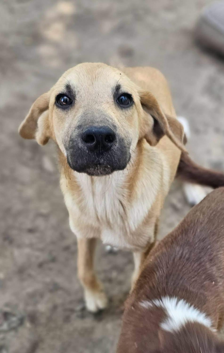 Enlarge Canyon, a Adoptable Black Mouth Cur in Fort Payne, AL image 1/1