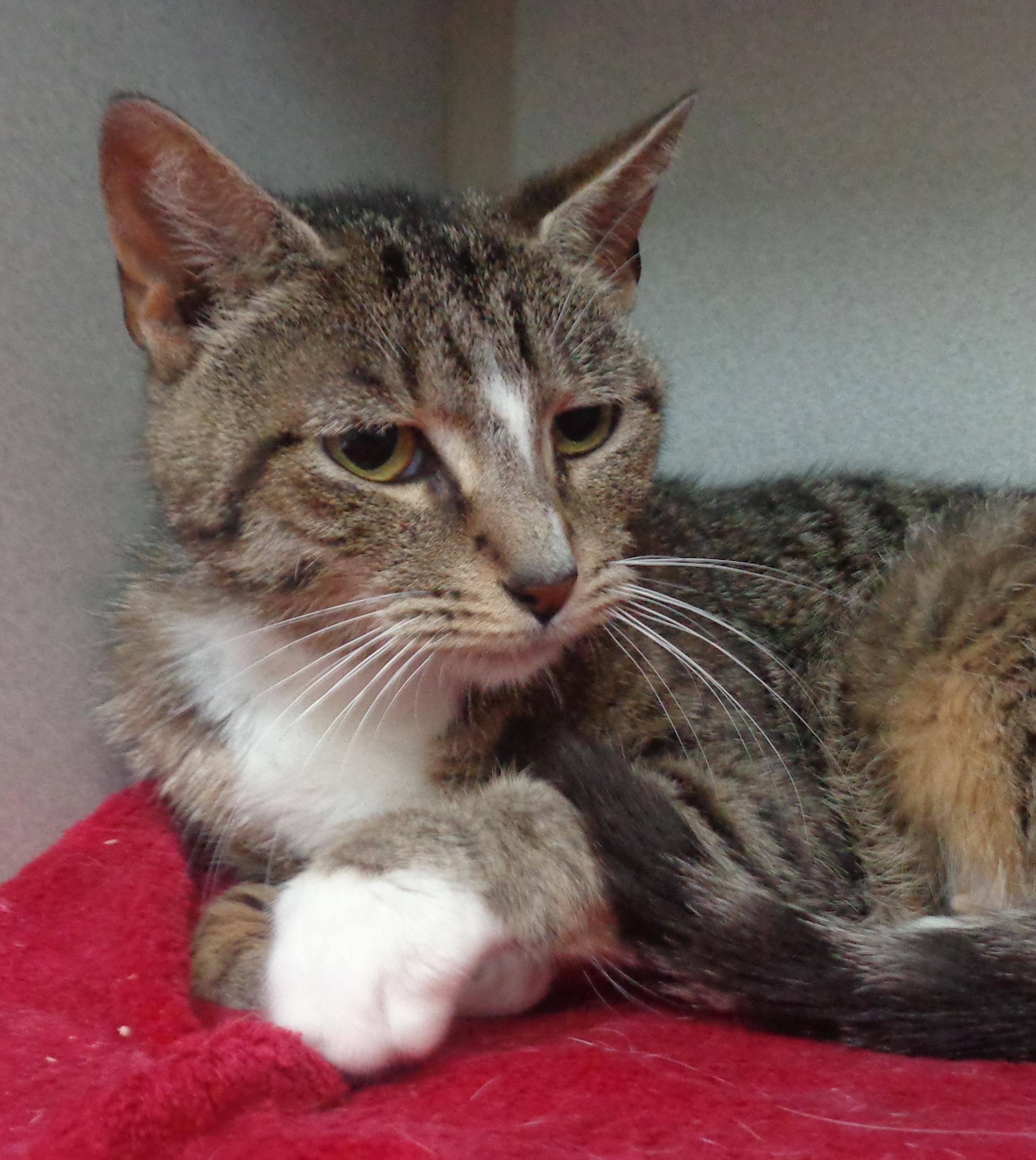 ROSIE, Adoptable, Adult Female Tiger.