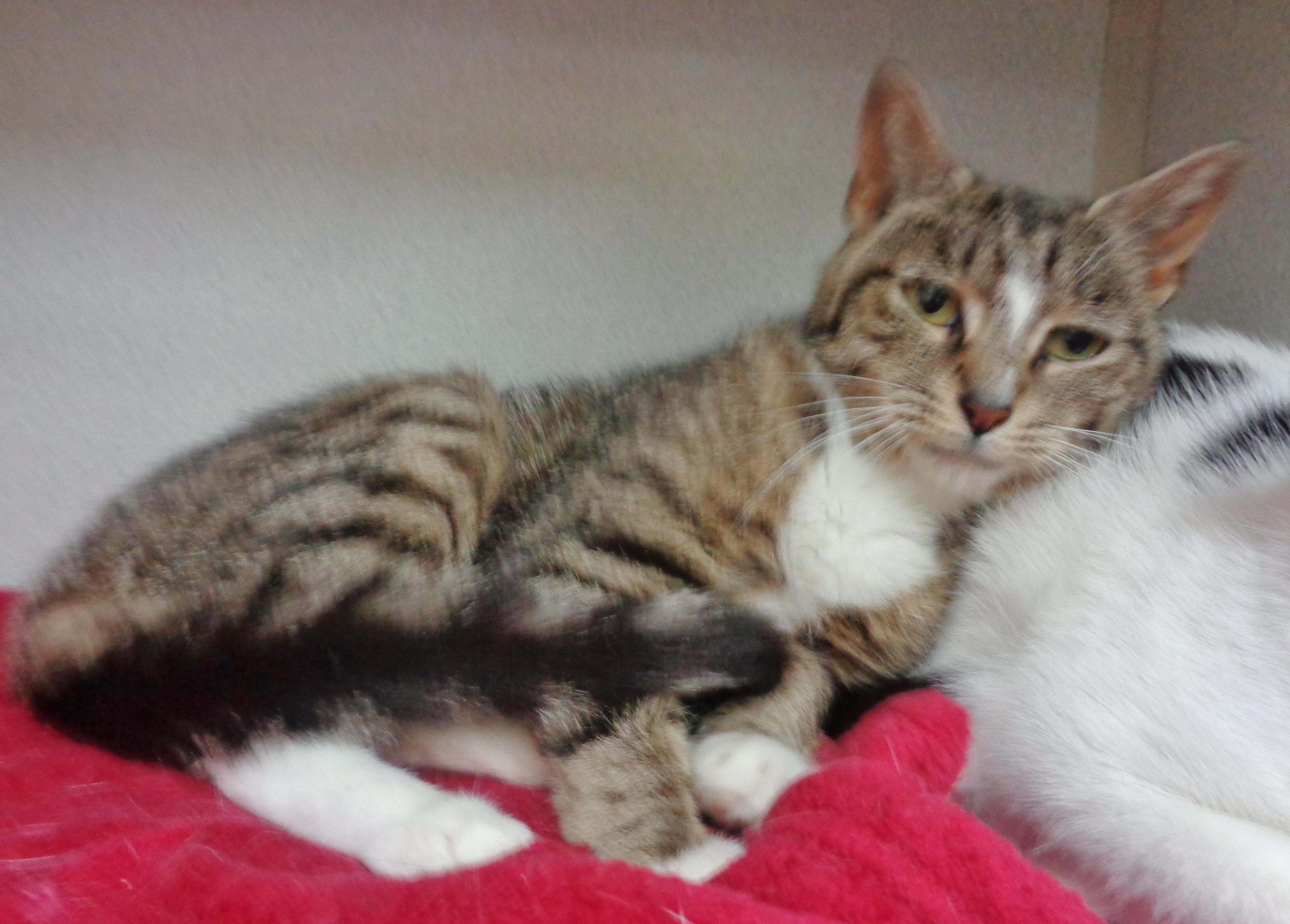 Enlarge ROSIE, a Adoptable Tiger in Delhi, NY image 2/6