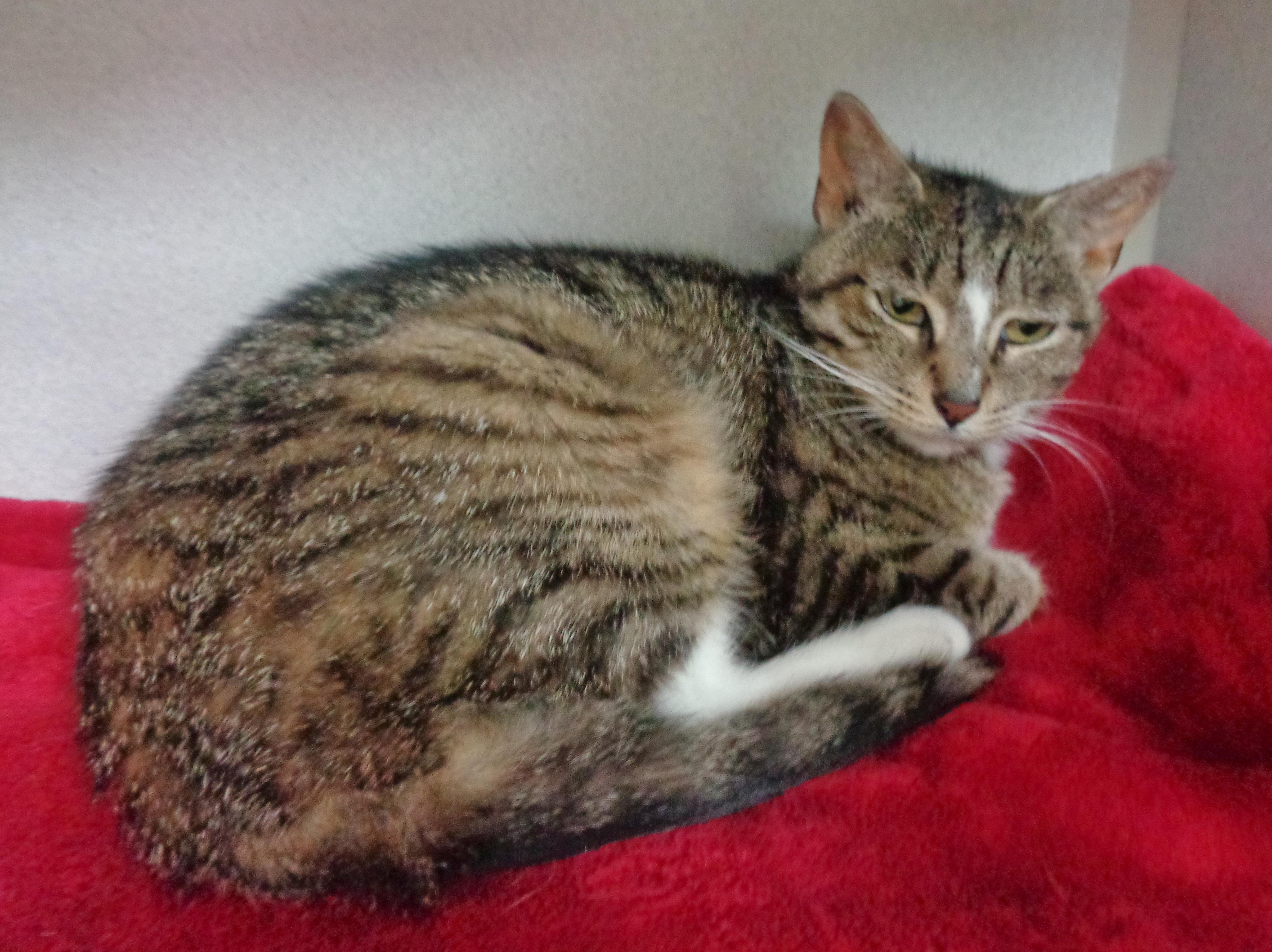 Enlarge ROSIE, a Adoptable Tiger in Delhi, NY image 5/6