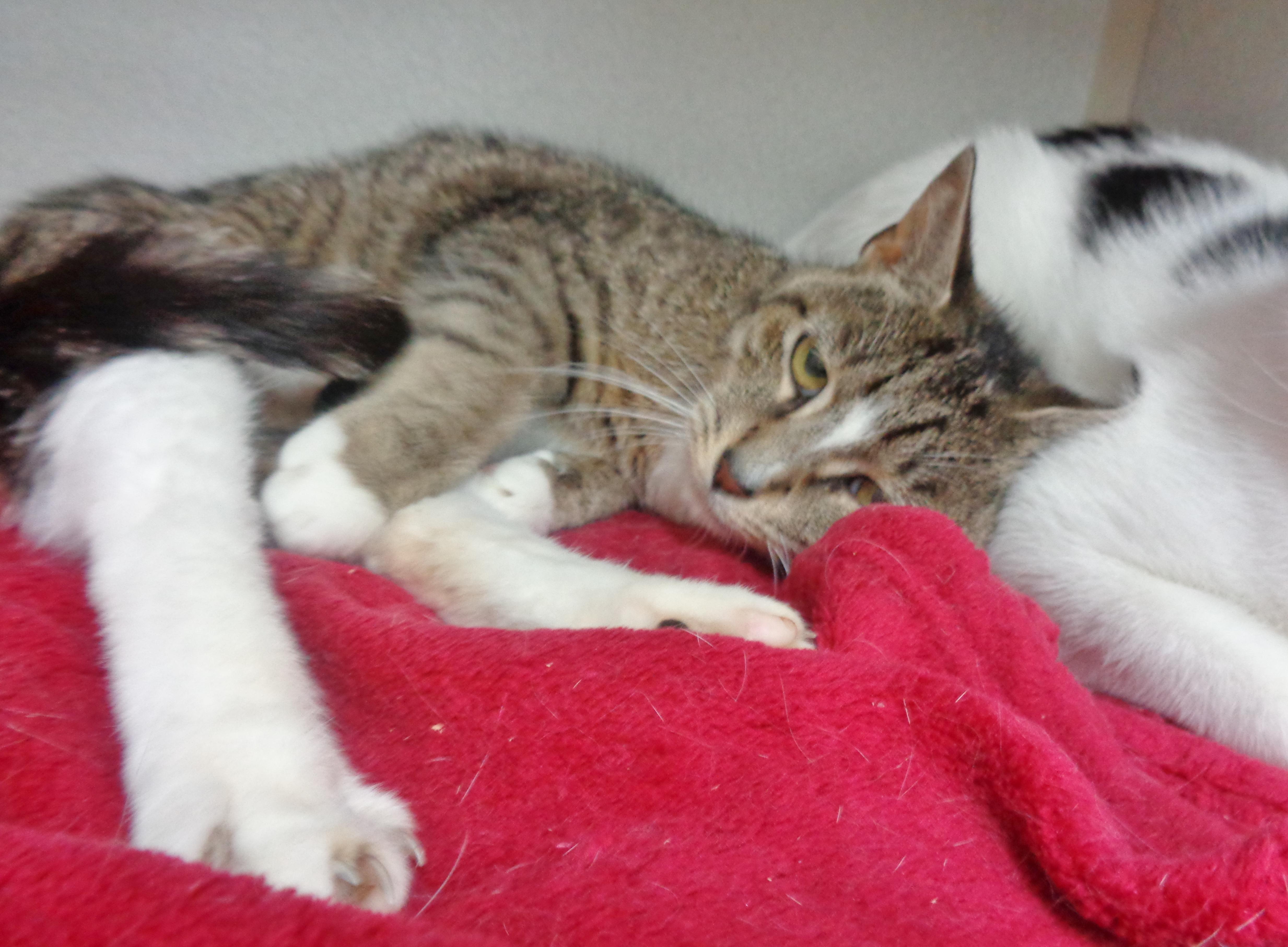 Enlarge ROSIE, a Adoptable Tiger in Delhi, NY image 3/6