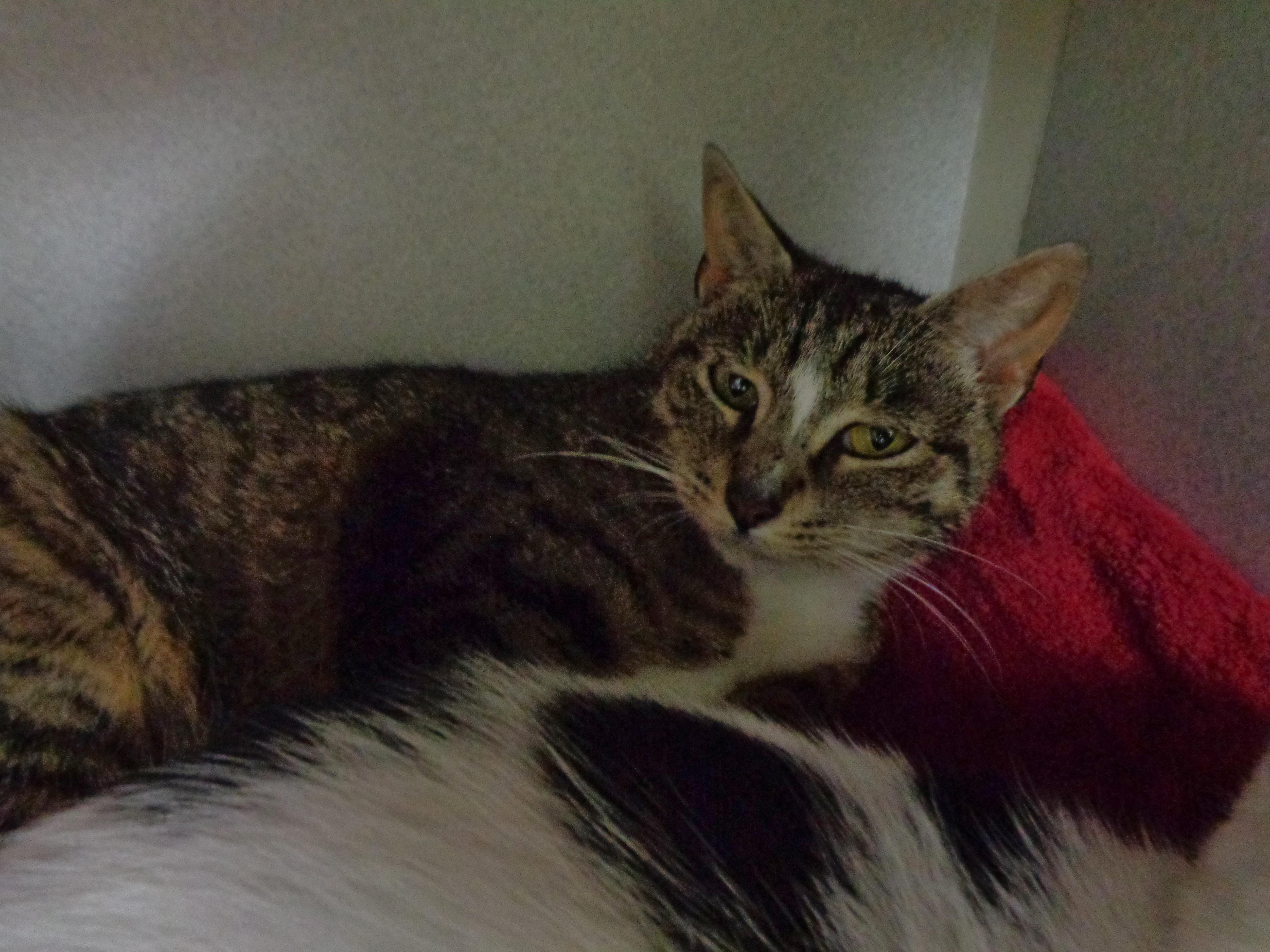 Enlarge ROSIE, a Adoptable Tiger in Delhi, NY image 6/6