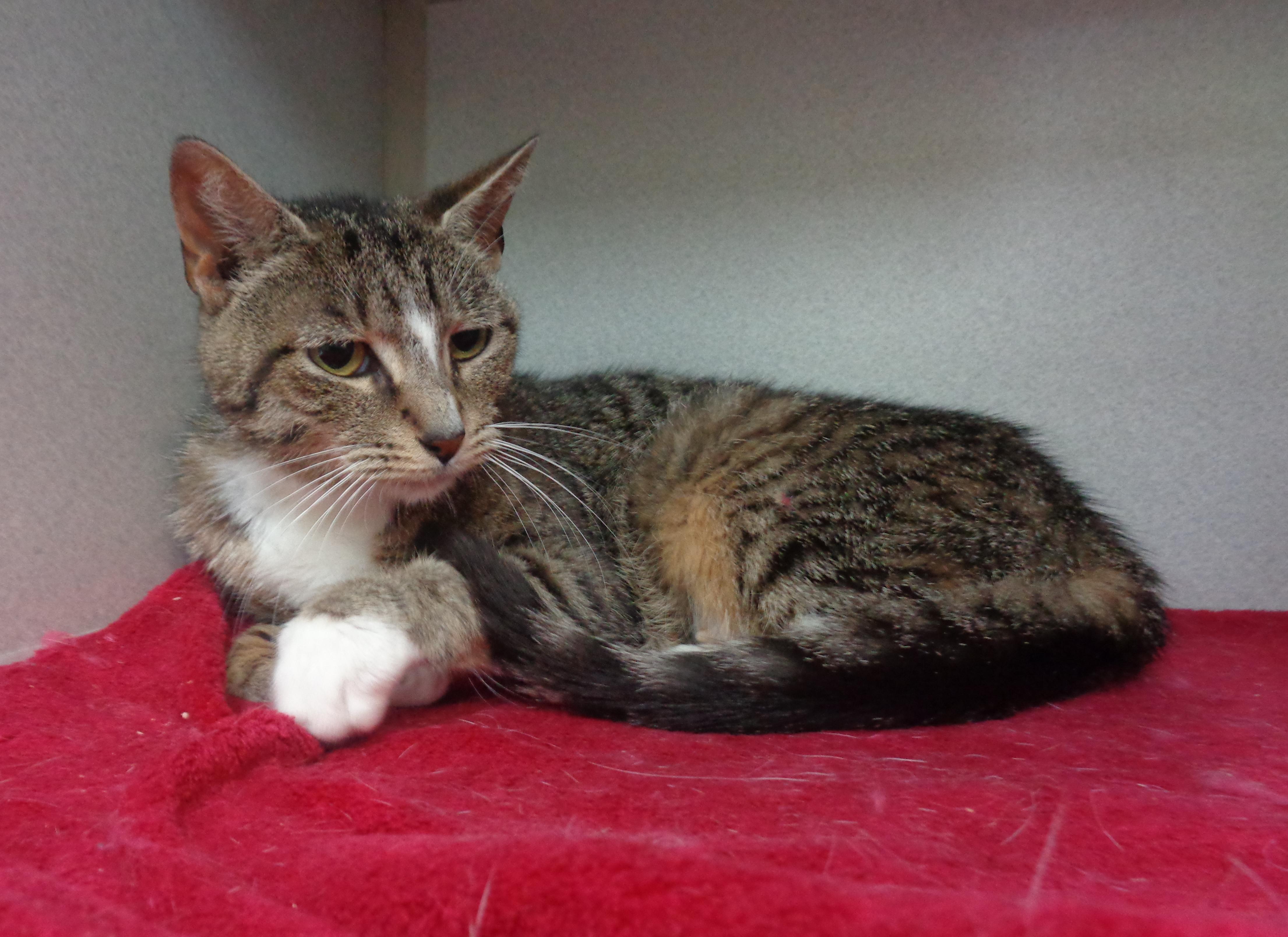 Enlarge ROSIE, a Adoptable Tiger in Delhi, NY image 4/6