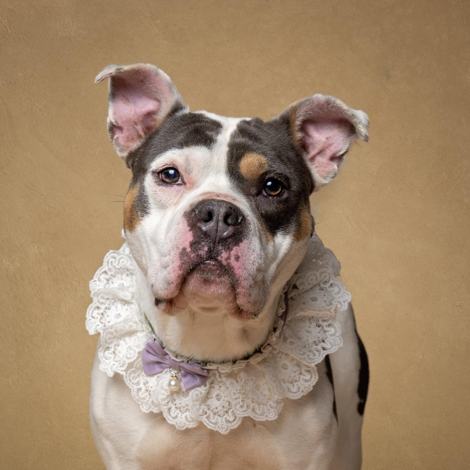 Enlarge Peppa, a Adoptable American Bulldog in Atlanta, GA image 2/3