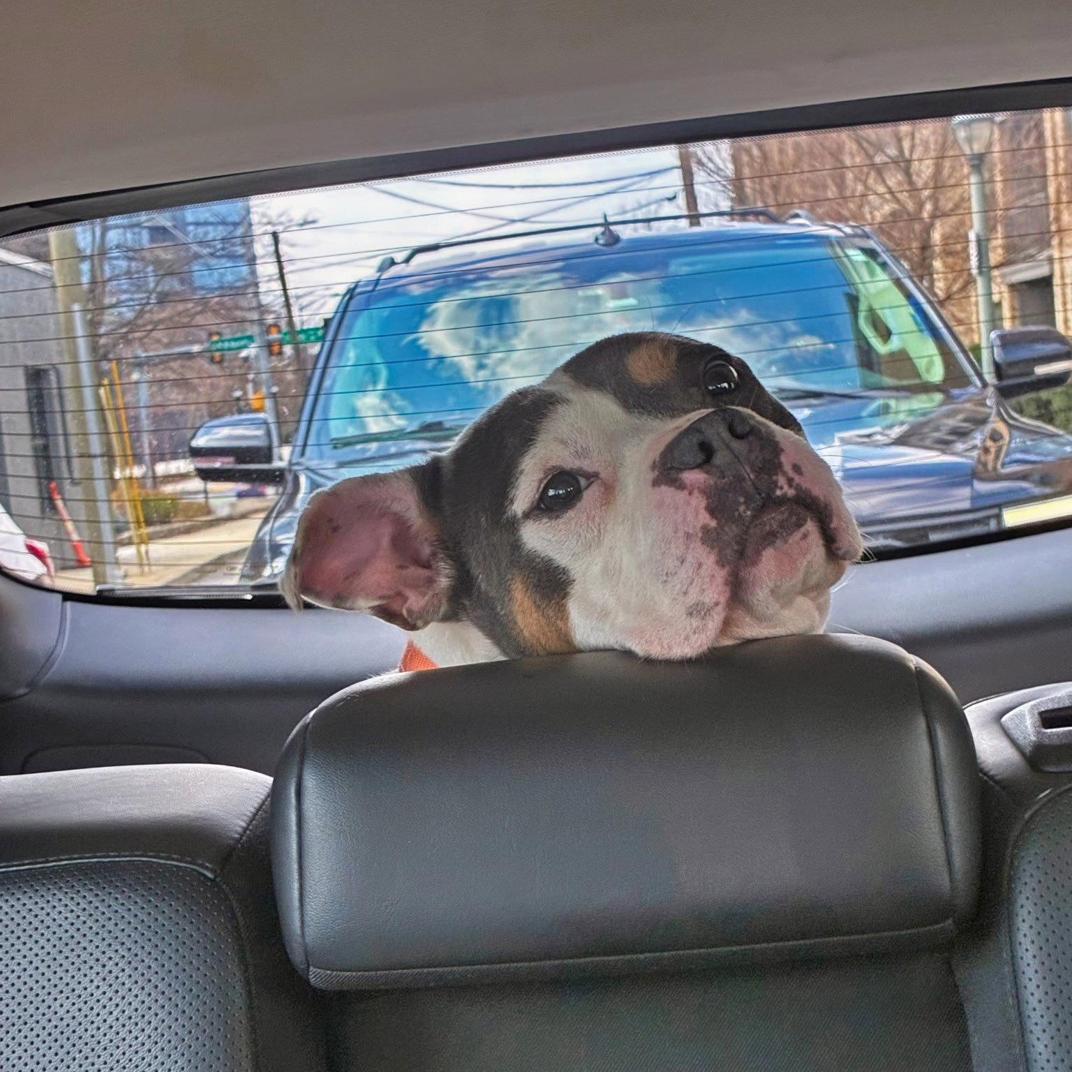 Enlarge Peppa, a Adoptable American Bulldog in Atlanta, GA image 3/3