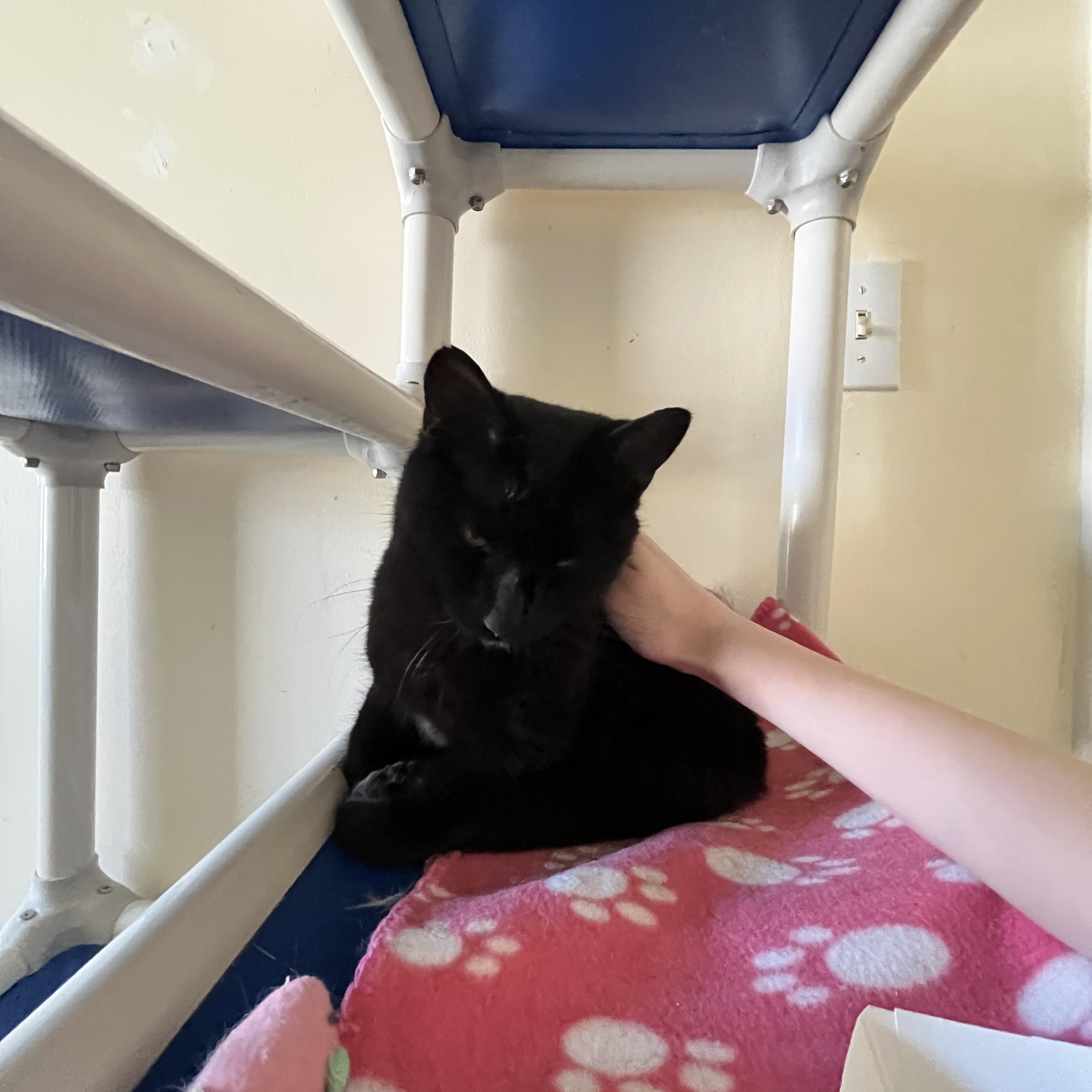 Patagonia, a ADOPTABLE Domestic Short Hair in Salisbury, MA image 2/6