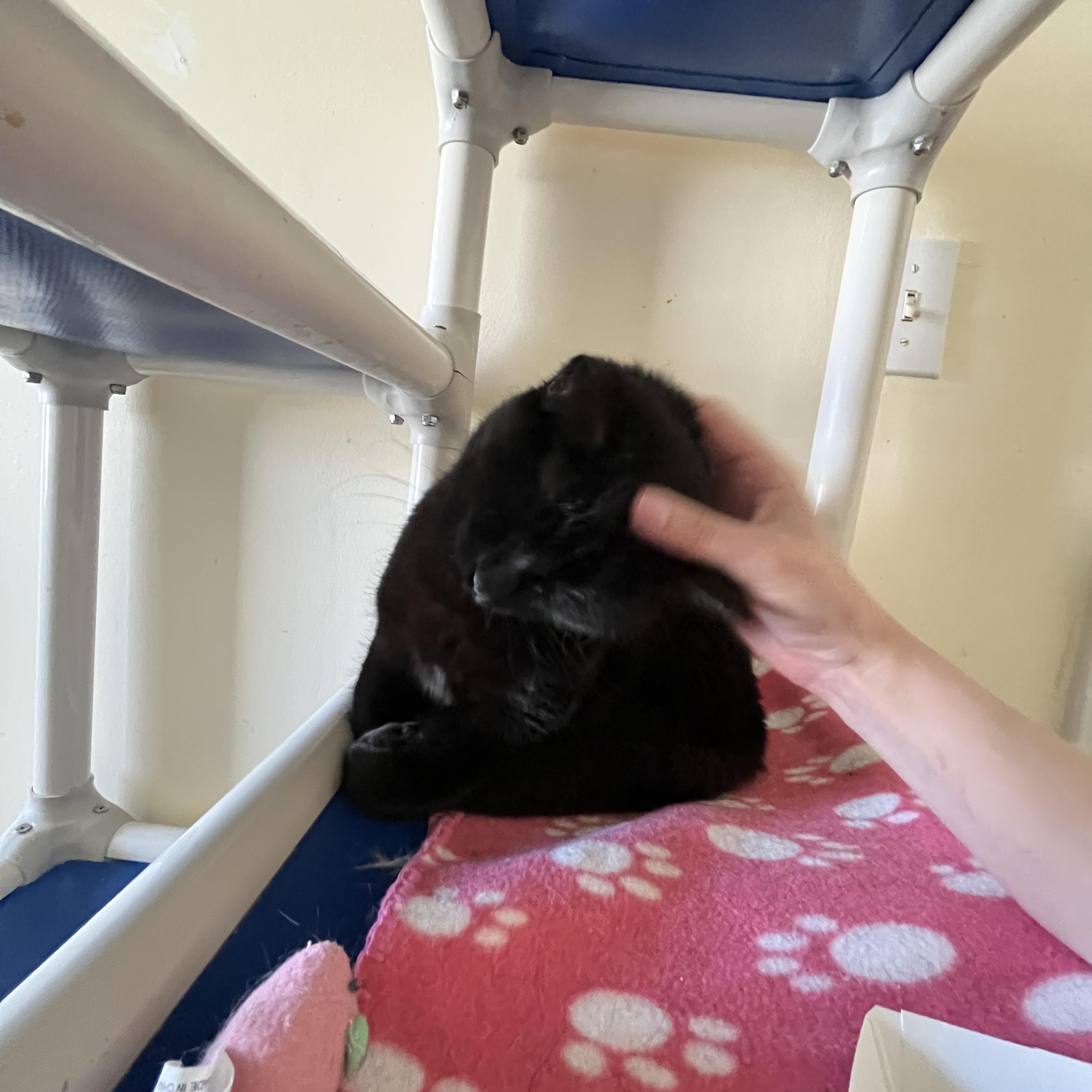 Patagonia, a ADOPTABLE Domestic Short Hair in Salisbury, MA image 5/6