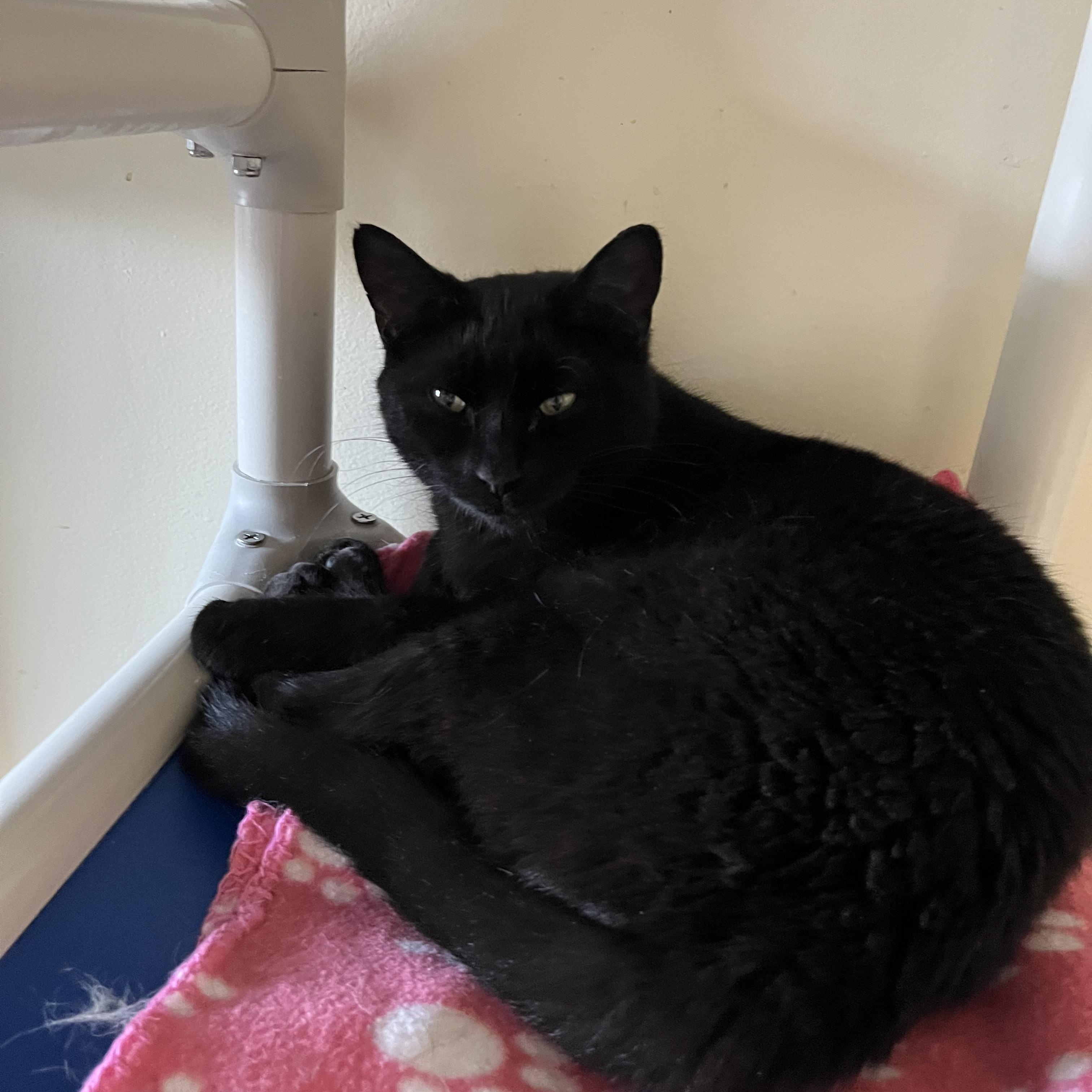 Patagonia, a ADOPTABLE Domestic Short Hair in Salisbury, MA image 4/6
