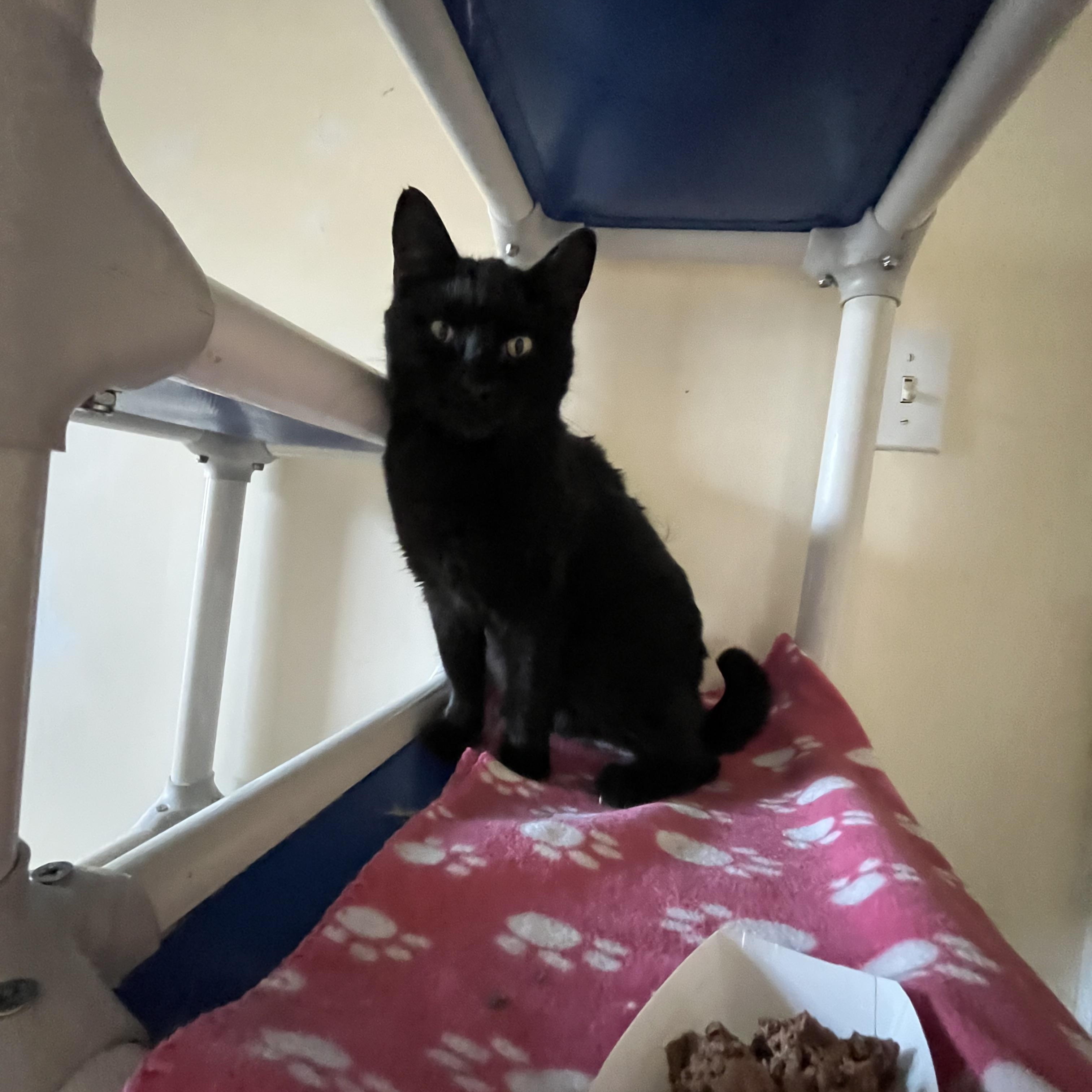 Patagonia, a ADOPTABLE Domestic Short Hair in Salisbury, MA image 6/6