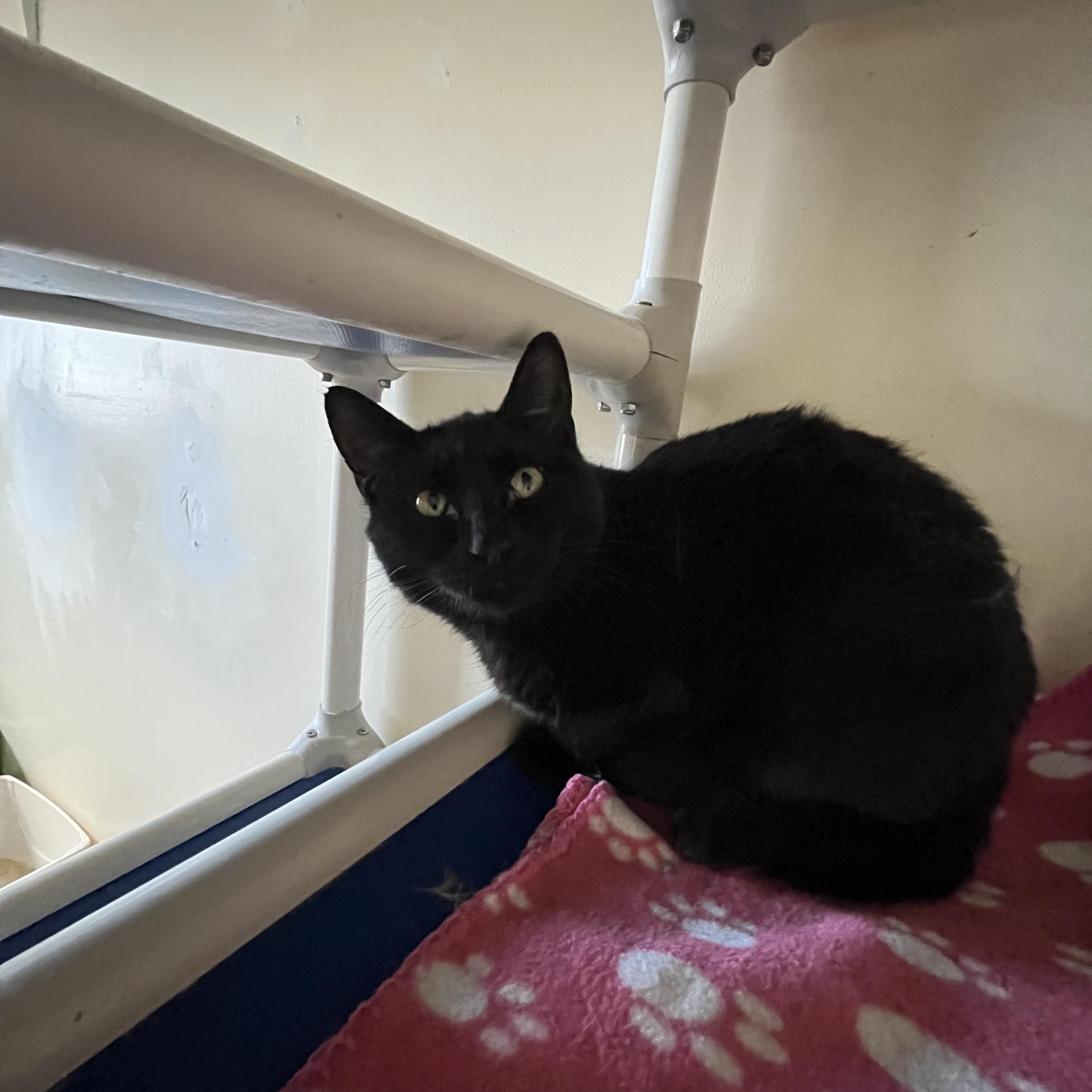 Patagonia, ADOPTABLE, Adult Female Domestic Short Hair.