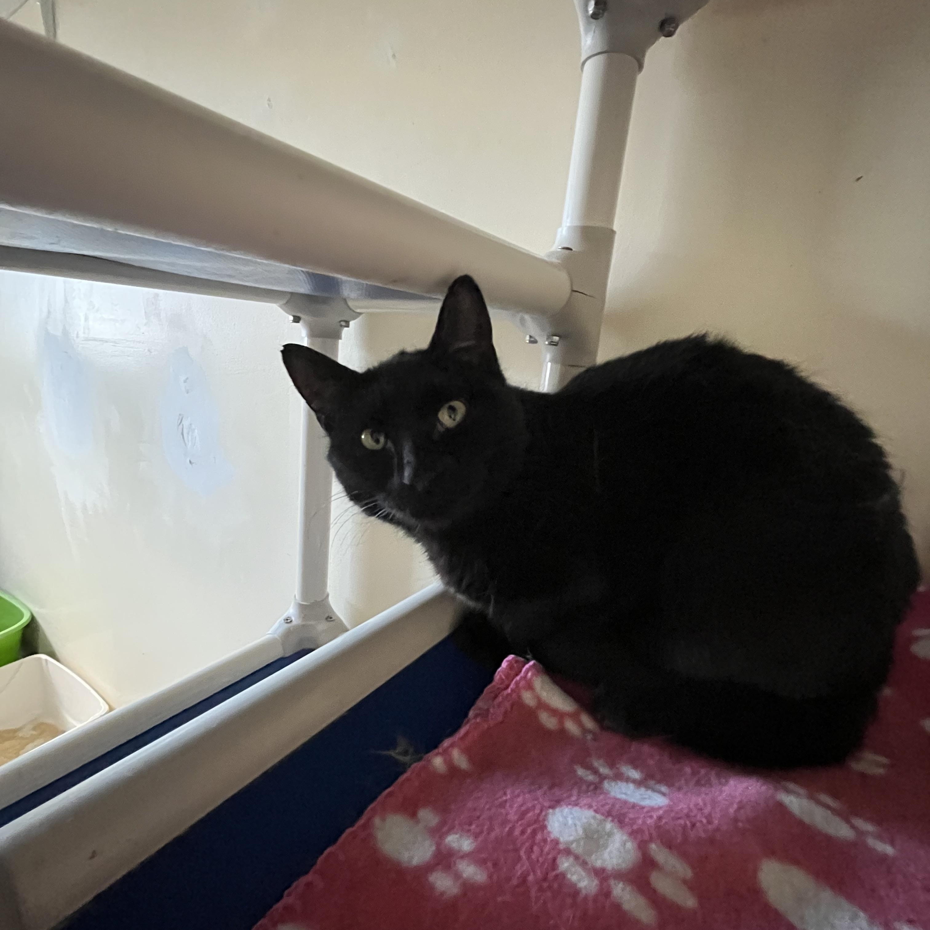 Patagonia, a ADOPTABLE Domestic Short Hair in Salisbury, MA image 3/6