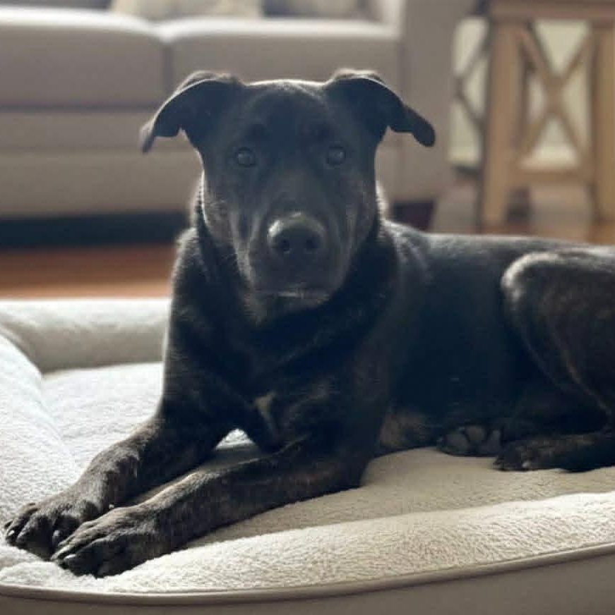 Enlarge Hogan, an adopted mixed breed in Boonton, NJ image 2/5