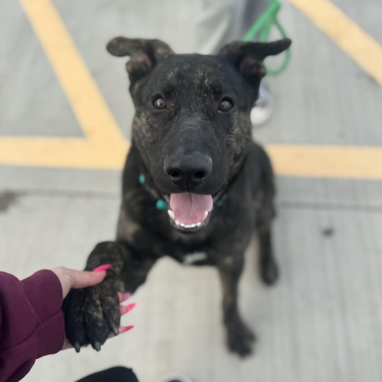 Enlarge Hogan, an adopted mixed breed in Boonton, NJ image 5/5
