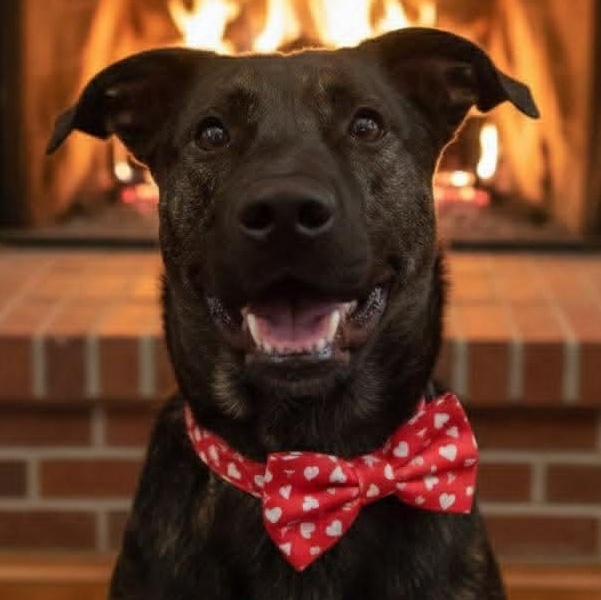 Enlarge Hogan, an adopted mixed breed in Boonton, NJ image 1/5
