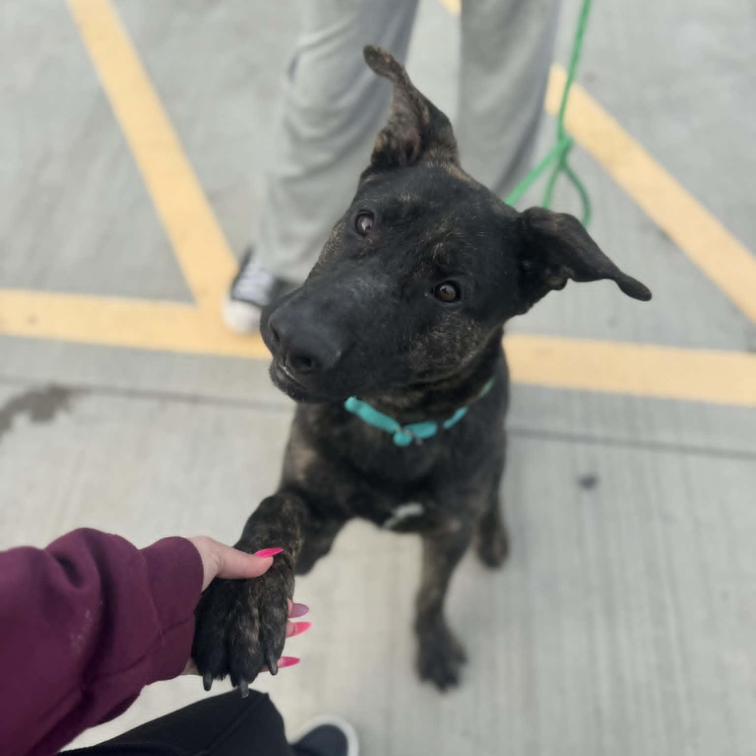Enlarge Hogan, an adopted mixed breed in Boonton, NJ image 4/5