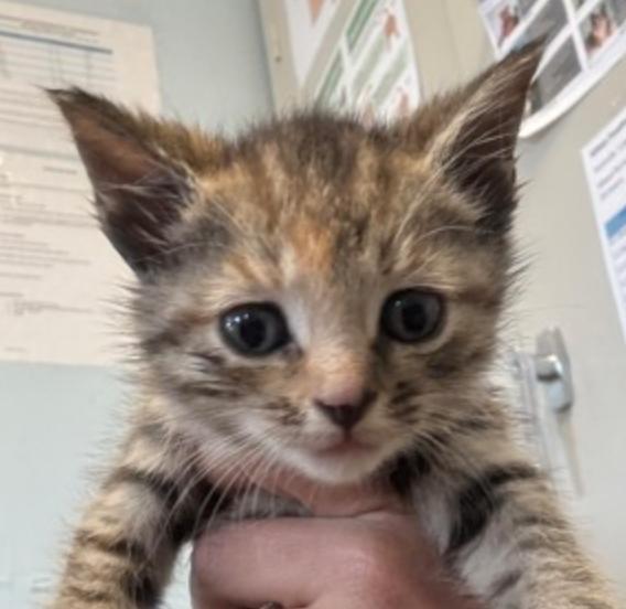 Notebook, Adoptable, Young Female Domestic Short Hair.