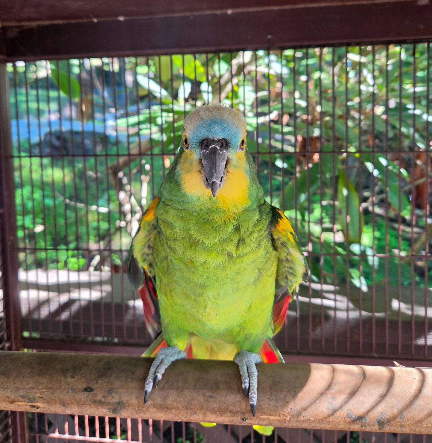 Enlarge Kita, a Adoptable Amazon in Belford, NJ image 1/3