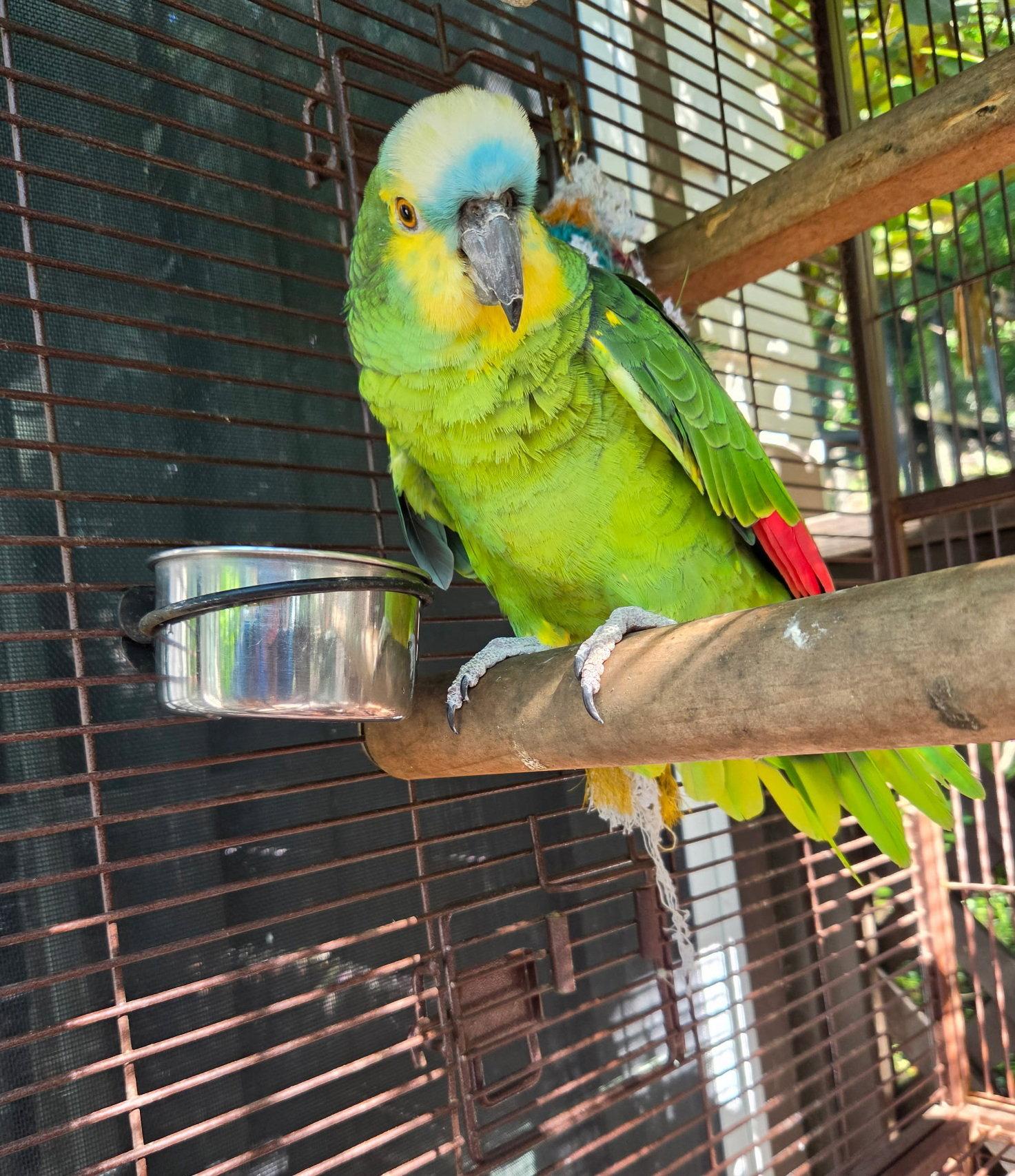 Enlarge Kita, a Adoptable Amazon in Belford, NJ image 3/3