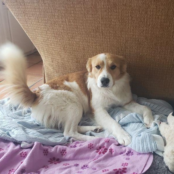 Cody, a ADOPTABLE mixed breed in San Diego, CA image 1/5