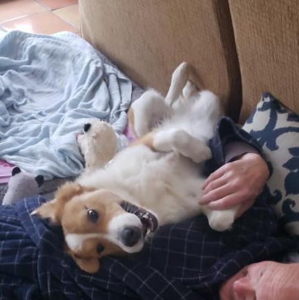 Cody, a ADOPTABLE mixed breed in San Diego, CA image 5/5