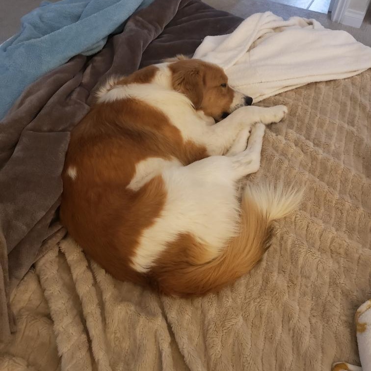 Cody, a ADOPTABLE mixed breed in San Diego, CA image 2/5