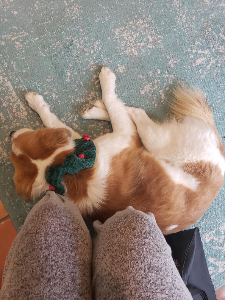 Cody, a ADOPTABLE mixed breed in San Diego, CA image 3/5