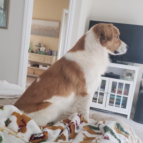 Cody, a ADOPTABLE mixed breed in San Diego, CA image 4/5