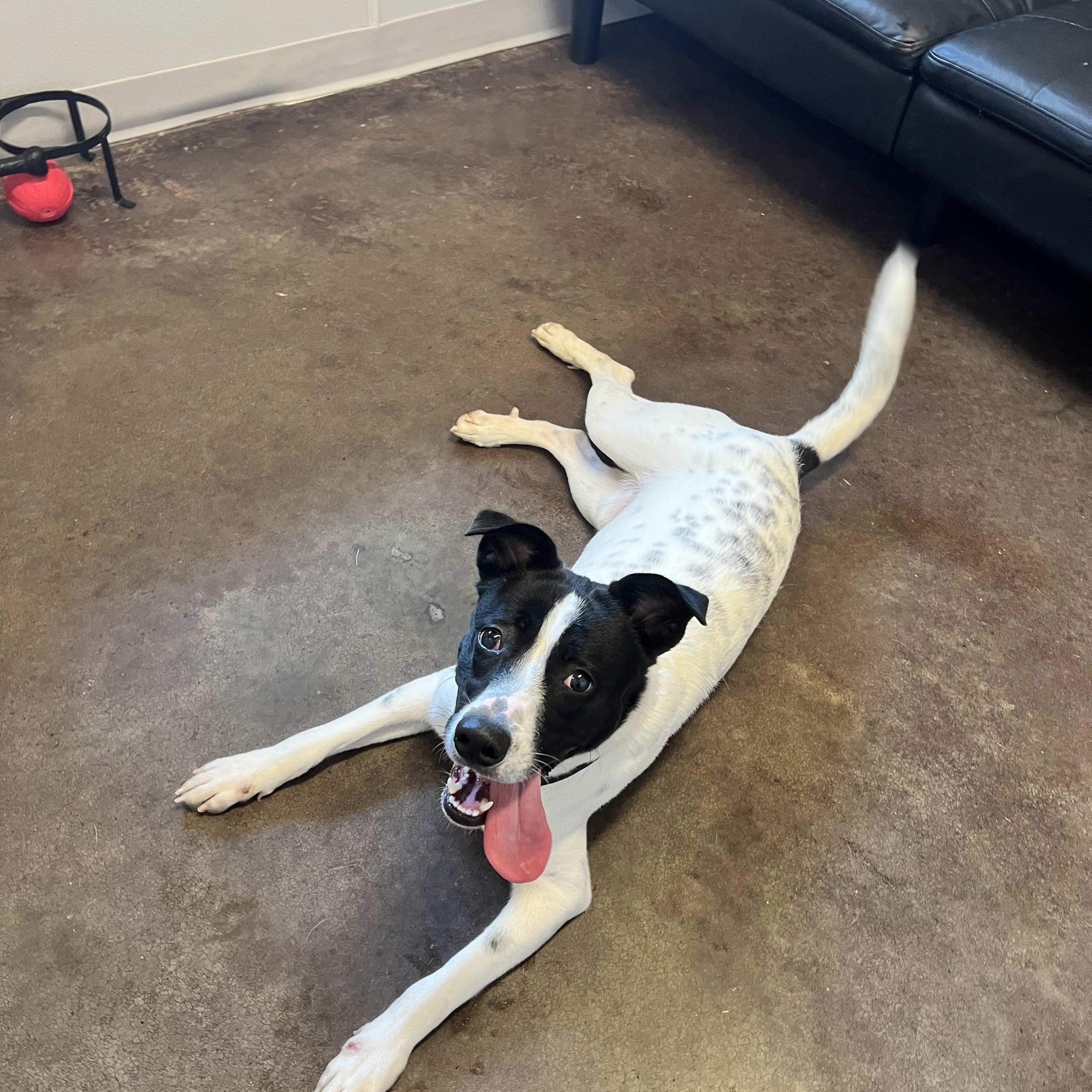 Mo aka Bingo, a Adoptable mixed breed in Horn Lake, MS image 5/6