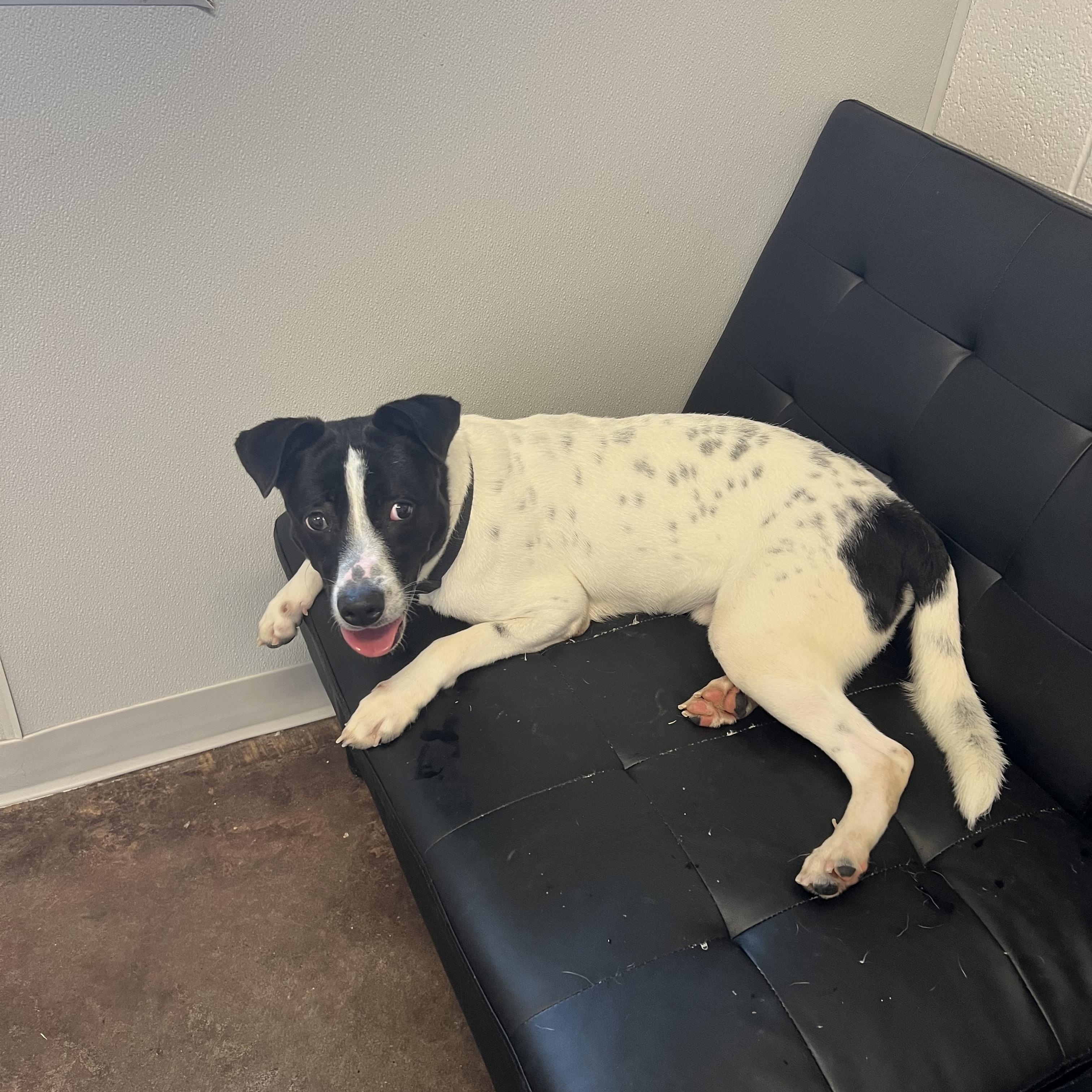 Mo aka Bingo, a Adoptable mixed breed in Horn Lake, MS image 4/6