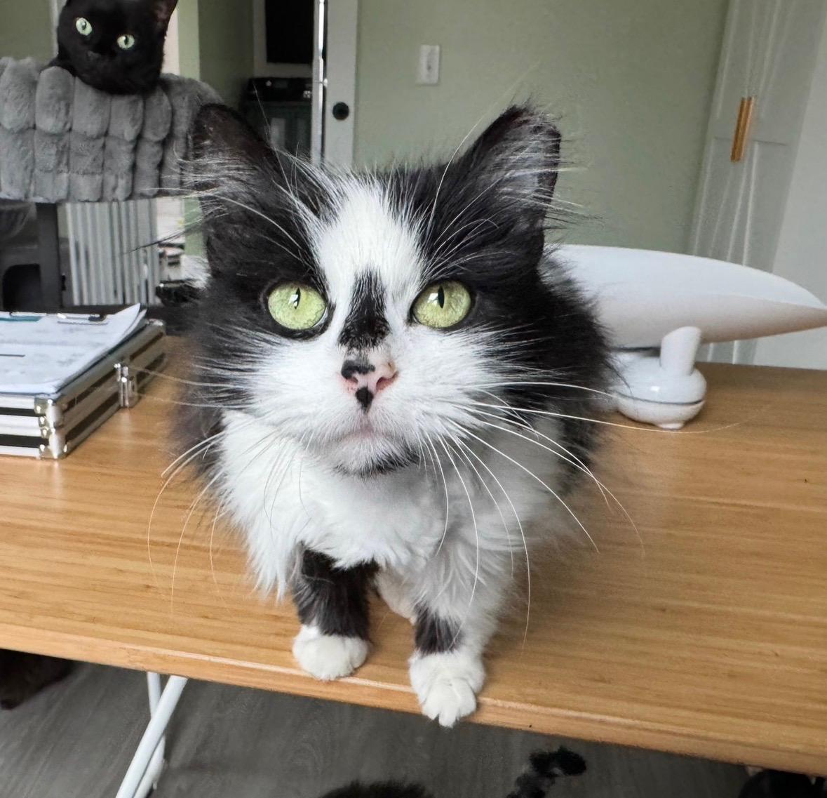 Enlarge Dottie , an adopted Domestic Long Hair in Goshen, IN image 2/3