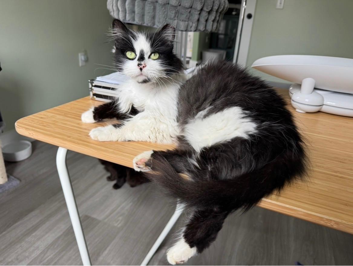 Enlarge Dottie , an adopted Domestic Long Hair in Goshen, IN image 3/3