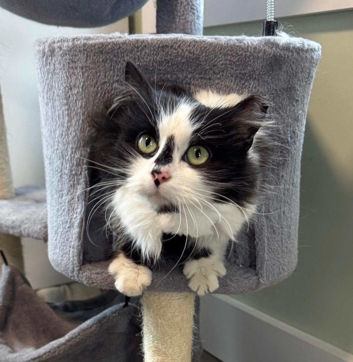 Dottie , adopted, Adult Female Domestic Long Hair.