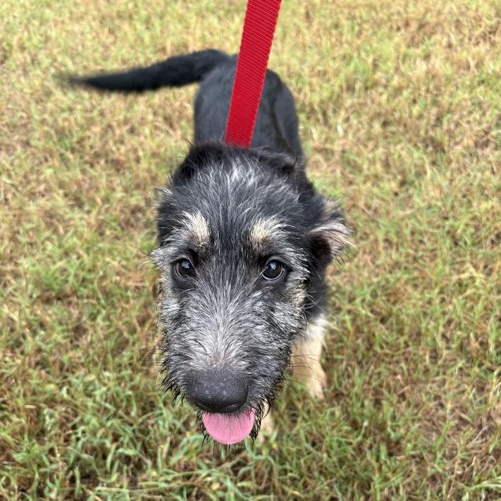 Enlarge Buzz, a Adoptable mixed breed in North Charleston, SC image 1/6