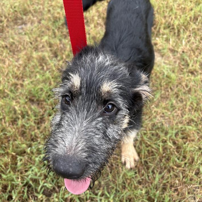 Enlarge Buzz, a Adoptable mixed breed in North Charleston, SC image 2/6