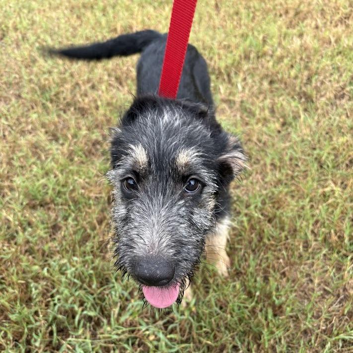 Enlarge Buzz, a Adoptable mixed breed in North Charleston, SC image 3/6