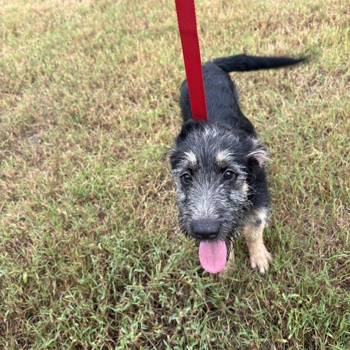 Enlarge Buzz, a Adoptable mixed breed in North Charleston, SC image 4/6
