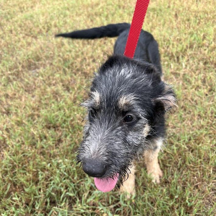 Enlarge Buzz, a Adoptable mixed breed in North Charleston, SC image 5/6