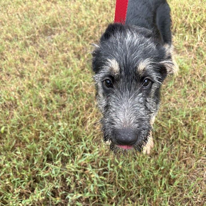 Enlarge Buzz, a Adoptable mixed breed in North Charleston, SC image 6/6