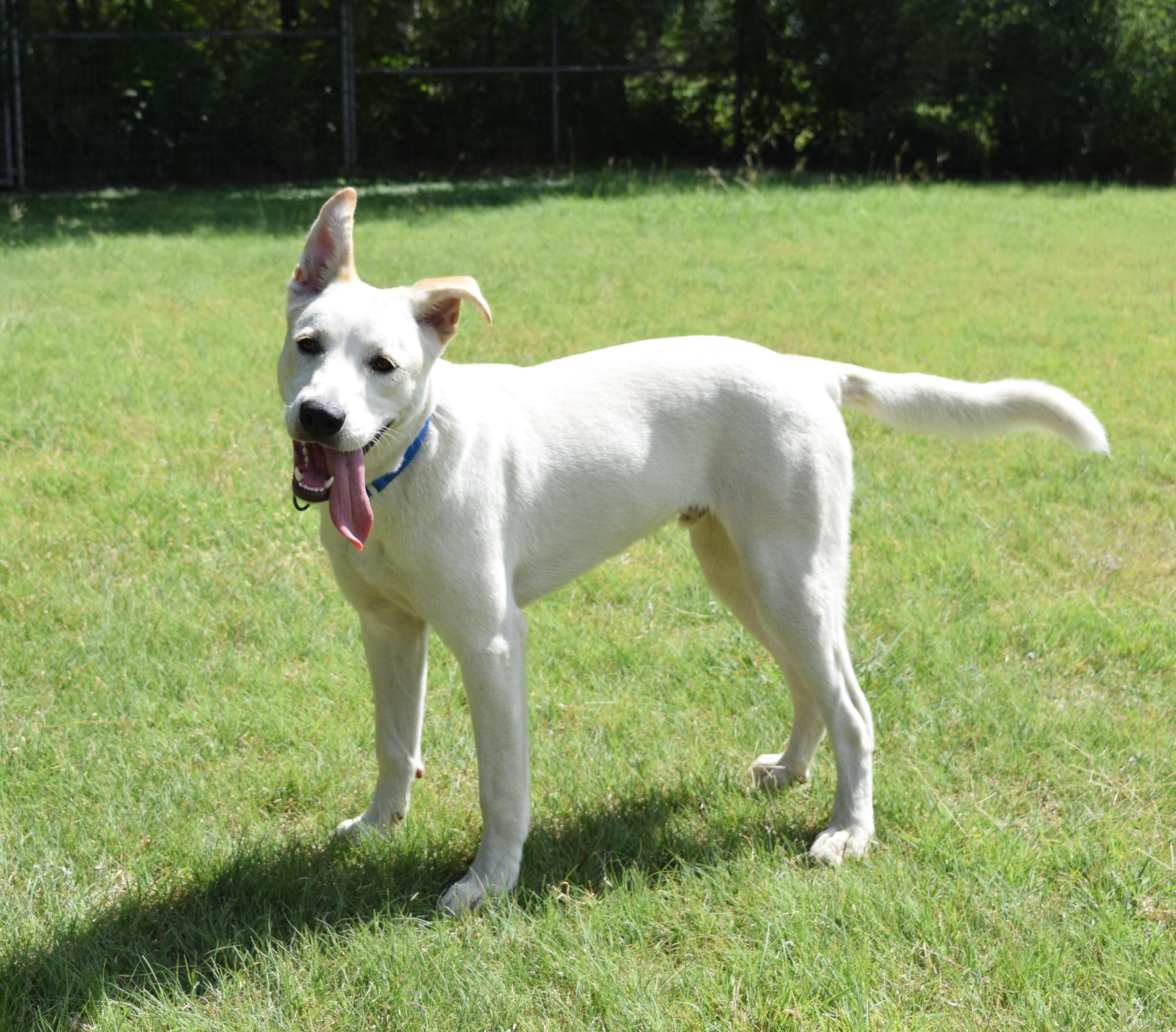 Bingo, an adoptable mixed breed in Bulverde, TX image 2/6