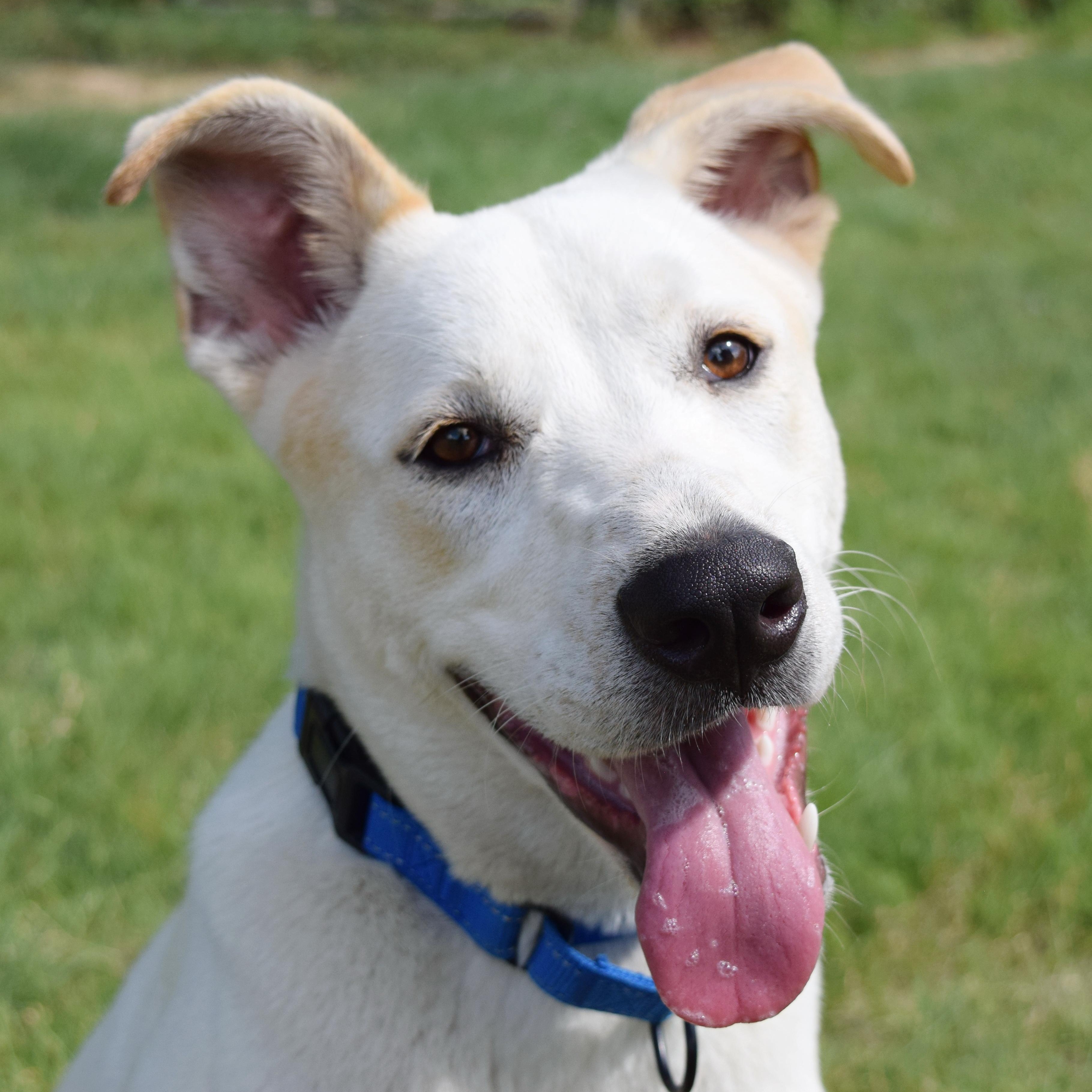 Bingo, an adoptable mixed breed in Bulverde, TX image 1/6