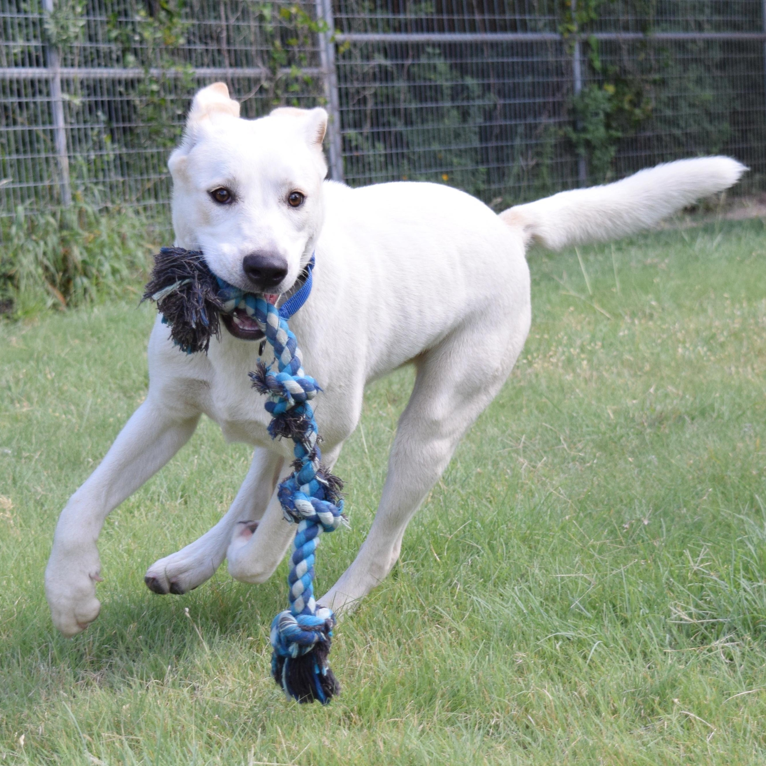 Bingo, an adoptable mixed breed in Bulverde, TX image 4/6
