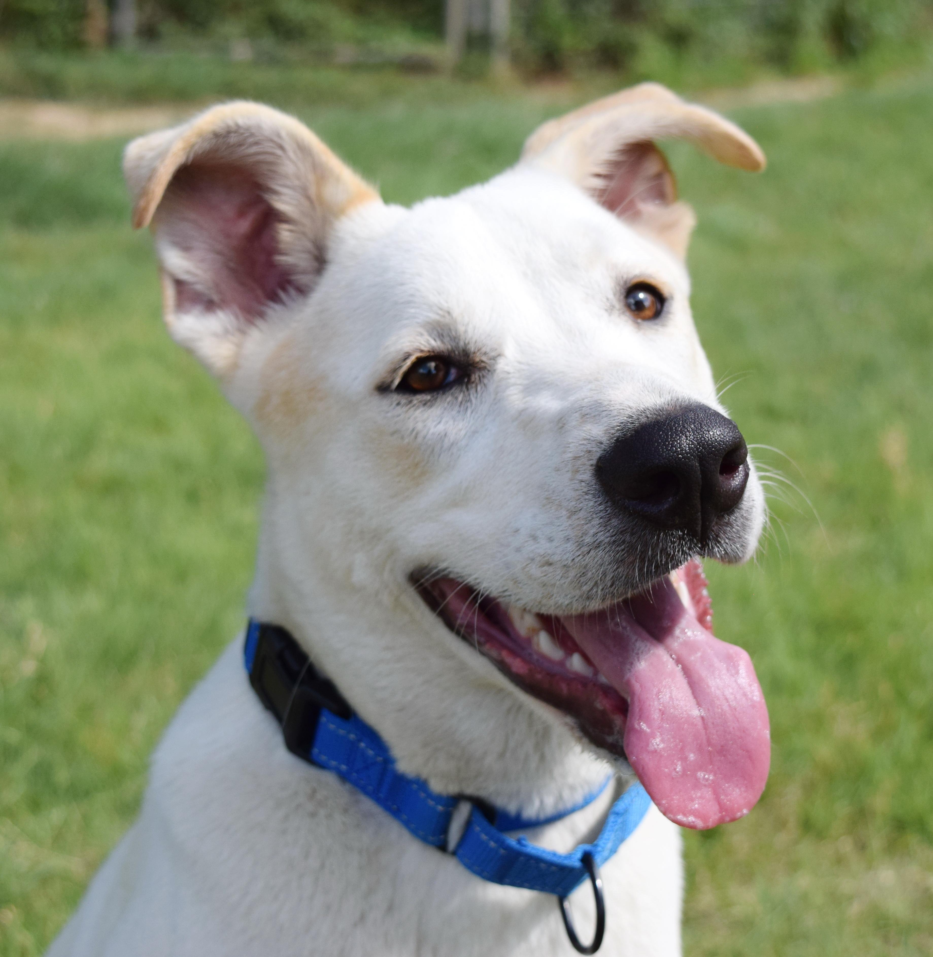 Bingo, an adoptable mixed breed in Bulverde, TX image 5/6