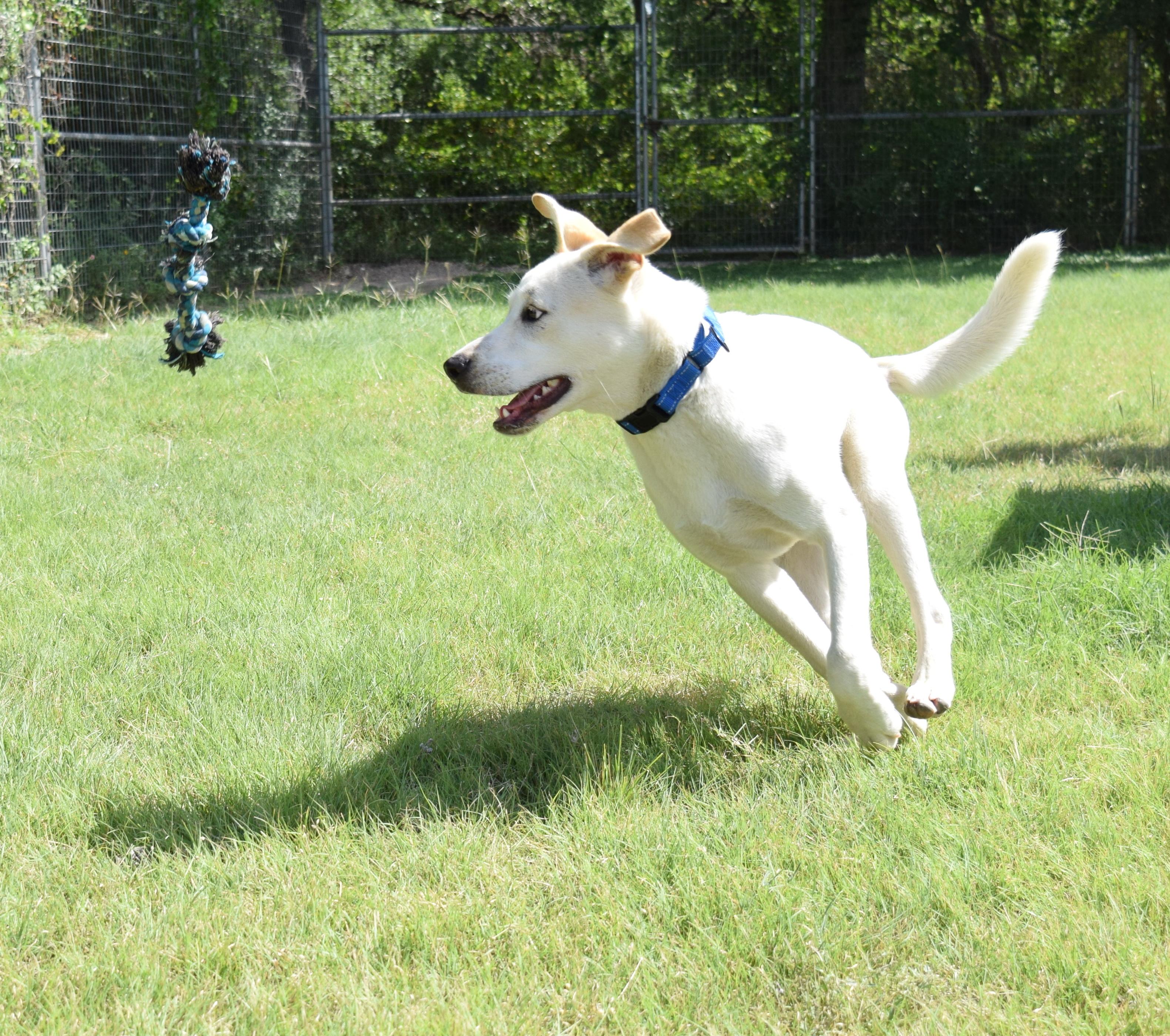 Bingo, an adoptable mixed breed in Bulverde, TX image 6/6