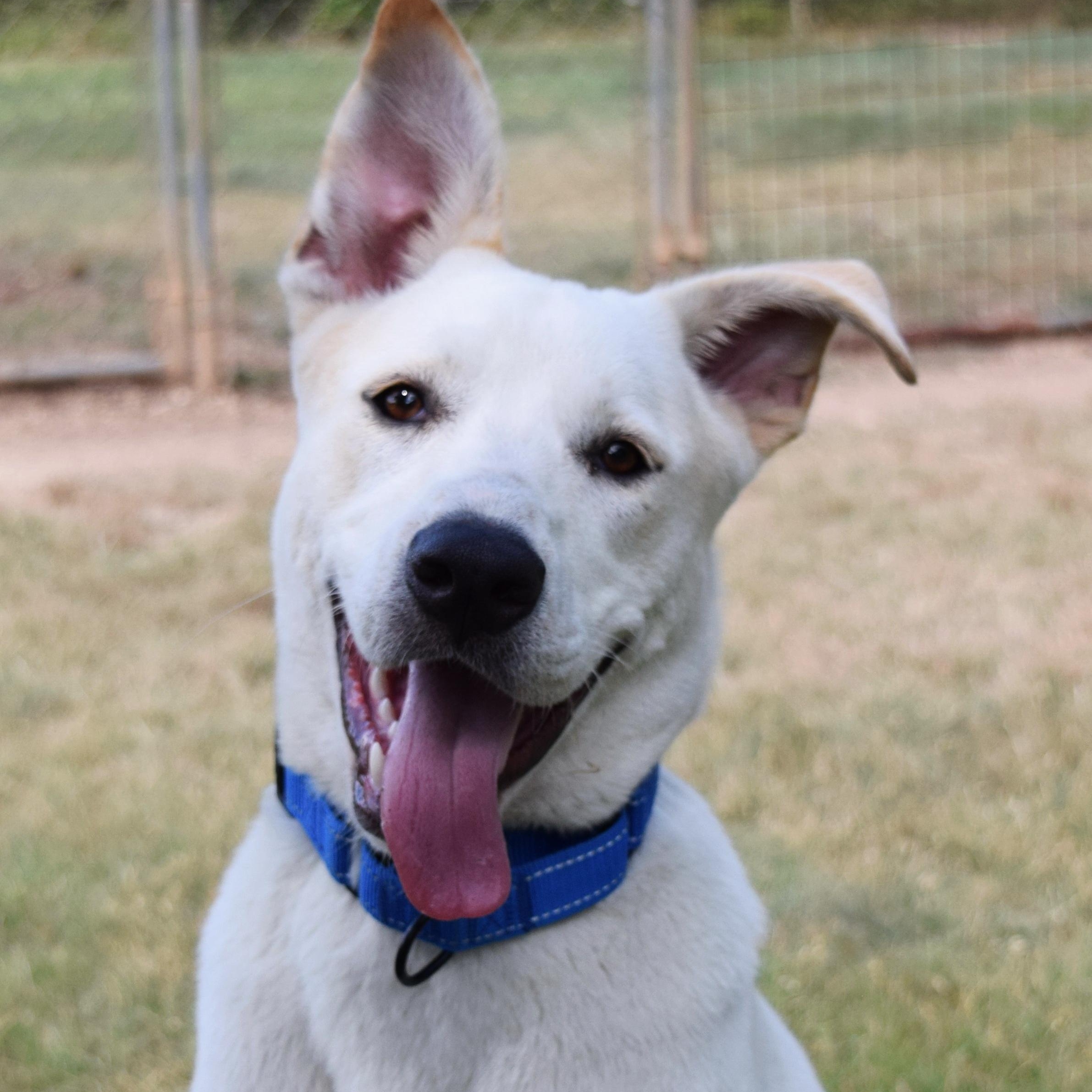 Bingo, an adoptable mixed breed in Bulverde, TX image 3/6