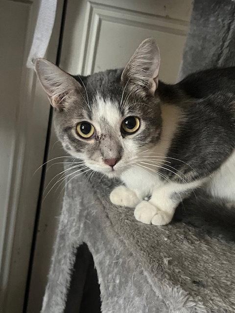 Luke Skywalker, Adoptable, Young Male Domestic Short Hair.