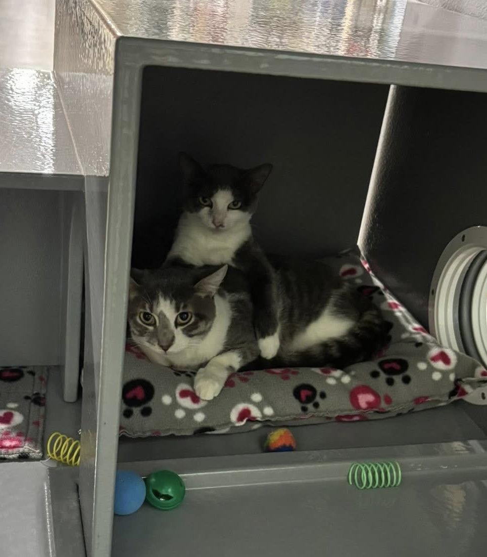 Luke Skywalker, a Adoptable Domestic Short Hair in Glendale, AZ image 2/2