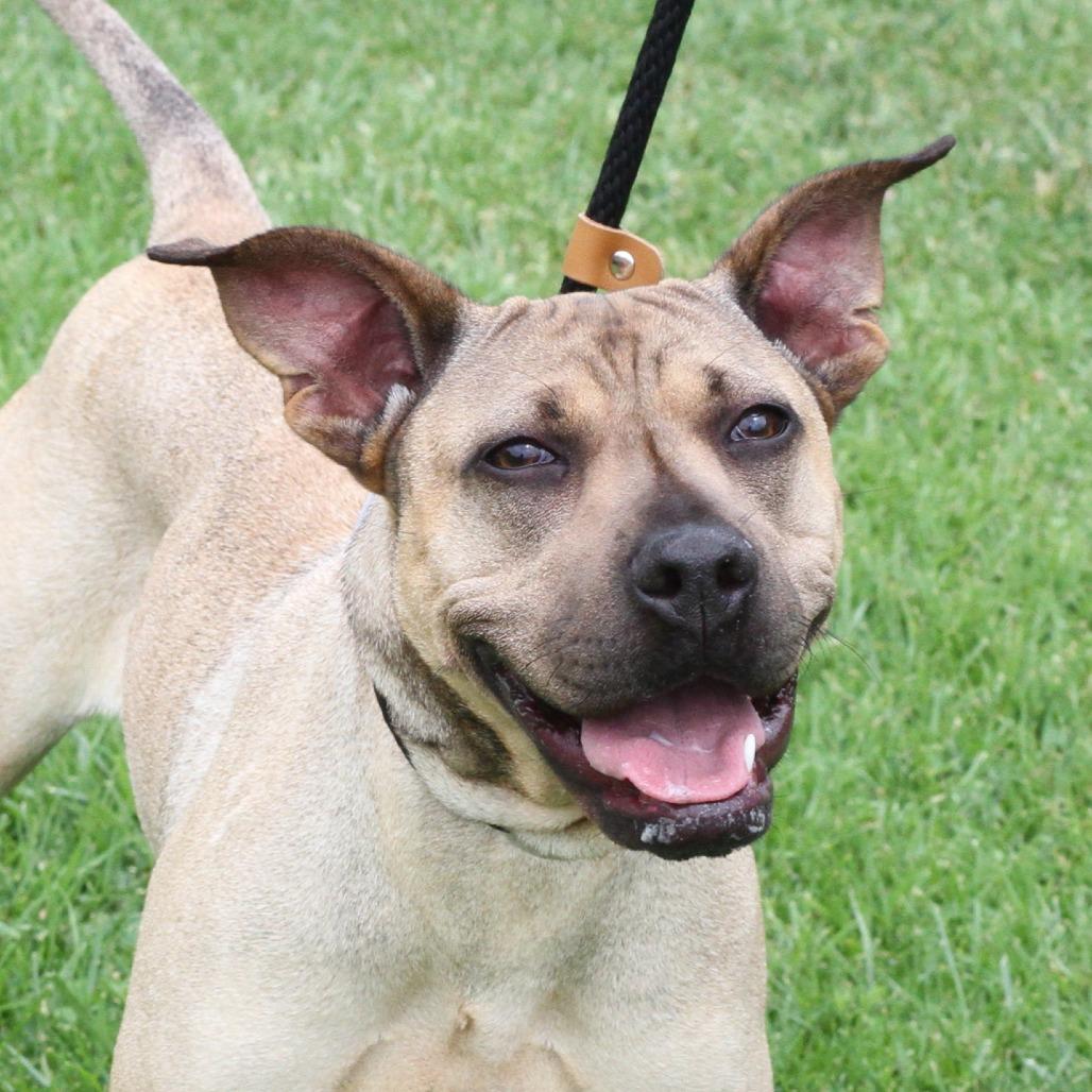 Daisy, a Adoptable mixed breed in Long Beach, CA image 1/6