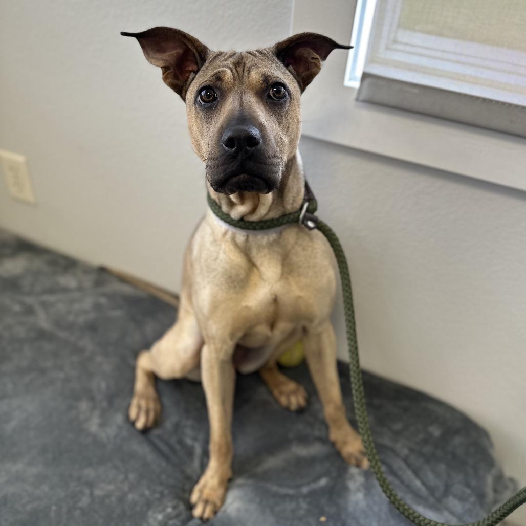 Daisy, a Adoptable mixed breed in Long Beach, CA image 2/6