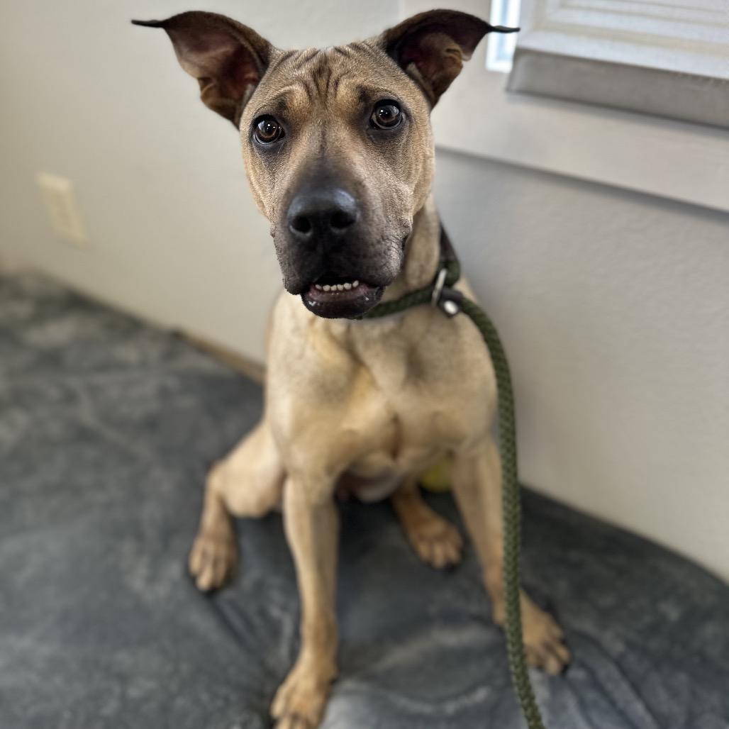 Daisy, a Adoptable mixed breed in Long Beach, CA image 3/6