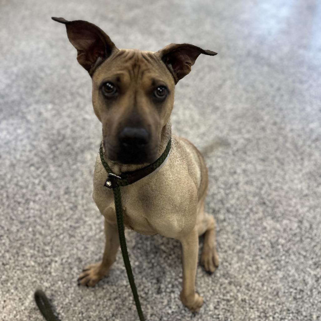 Daisy, a Adoptable mixed breed in Long Beach, CA image 4/6